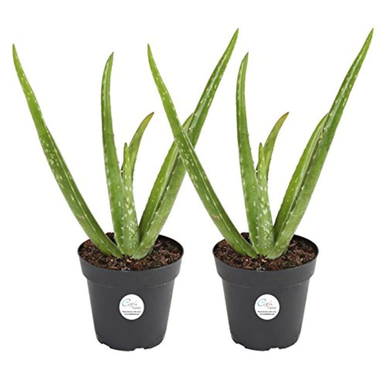 Costa Farms Aloe Vera Live Indoor Plant Ships in Grow Pot, 10Inch Tall